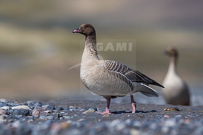 Adult Pink-footed Goose (Anser brachyrhynchus) during the breeding season on the tundra of Iceland. stock-image by Agami/Daniele Occhiato,