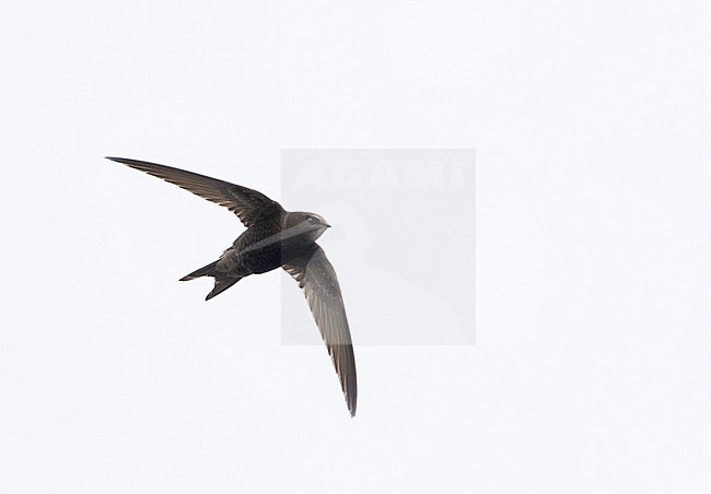 Common Swift - Mauersegler - Apus apus ssp. apus, Germany stock-image by Agami/Ralph Martin,