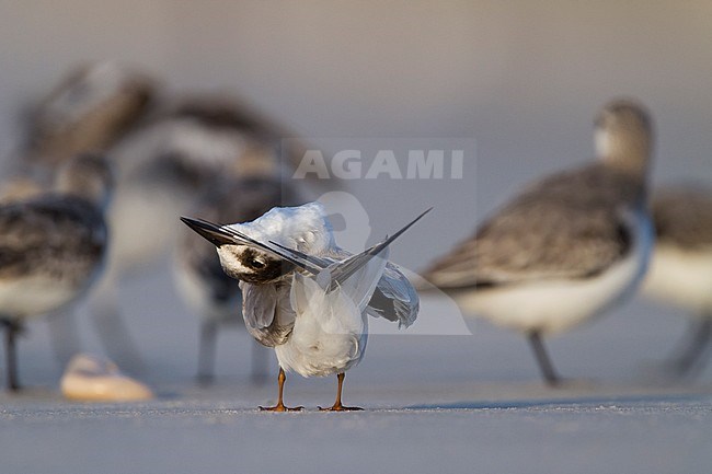 Presumed Saunder's Tern - Orientseeschwalbe - Sternula saundersi, Oman stock-image by Agami/Ralph Martin,