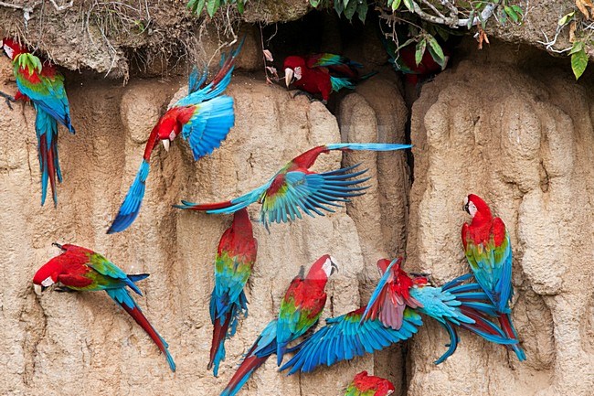 Groenvleugelara, Red-and-green Macaw, Ara chloropterus stock-image by Agami/Marc Guyt,