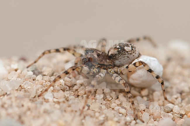 Wolfspin met eipakket; Wolf spider with egg pakket stock-image by Agami/Han Bouwmeester,