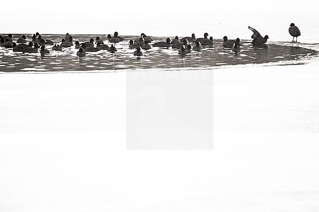  stock-image by Agami/Menno van Duijn,