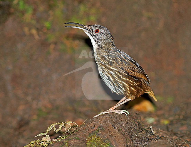 Sumatran wren-babbler, Napothera albostriata, on Sumatra, Indonesia. stock-image by Agami/Pete Morris,