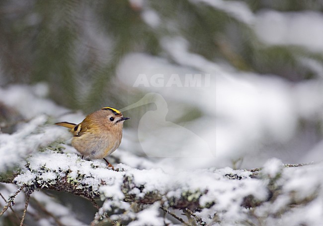 Goudhaan in winters landschap; Goldcrest in wintersetting stock-image by Agami/Markus Varesvuo,