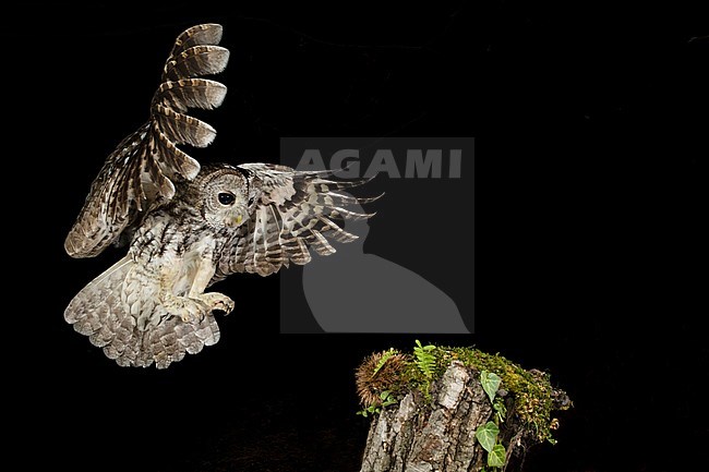Tawny Owl (Strix aluco) in the Aosta valley in northern Italy. Going to land on a tree stump in the dark. stock-image by Agami/Alain Ghignone,
