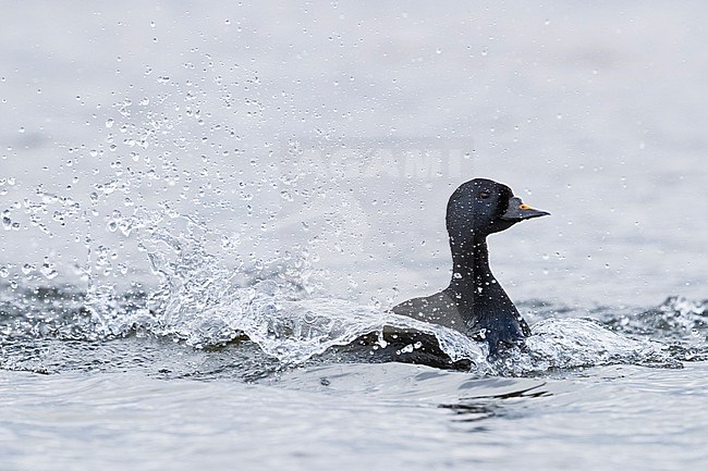 Common Scoter (Melanitta  nigra), adult male swimming in a lake stock-image by Agami/Saverio Gatto,