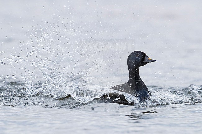 Common Scoter (Melanitta  nigra), adult male swimming in a lake stock-image by Agami/Saverio Gatto,