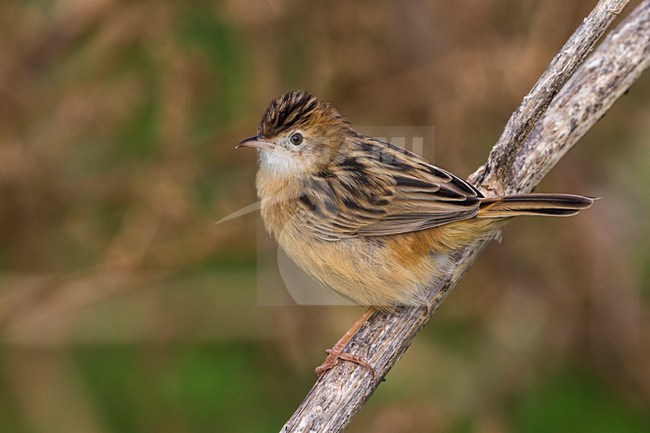 Graszanger; Zitting Cisticola stock-image by Agami/Daniele Occhiato,