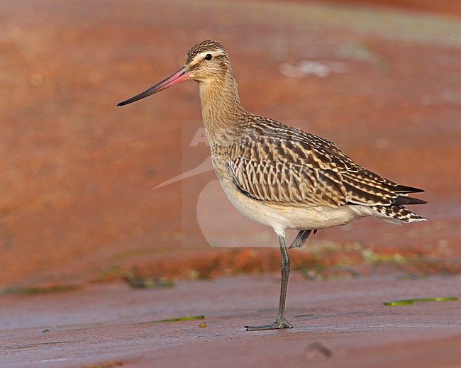 Bar-tailed Godwit standing on a beach; Rosse Grutto staand op strand stock-image by Agami/Markus Varesvuo,