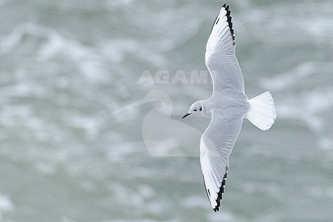  stock-image by Agami/Menno van Duijn,