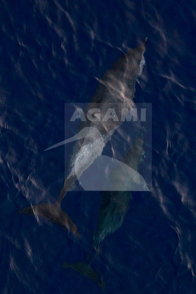 Twee Pantropische gevlekte dolfijnen, Two Pantropical spotted dolphins stock-image by Agami/Menno van Duijn,