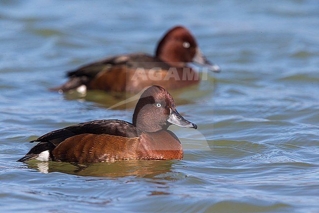 Witoogeend; Ferruginous Duck stock-image by Agami/Daniele Occhiato,
