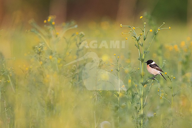Siberian Stonechat, Saxicola maurus, Tajikistan, adult, male. stock-image by Agami/Ralph Martin,