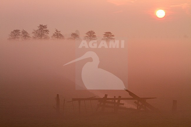 Zonsopkomst met weiland, Sunrise with meadow stock-image by Agami/Menno van Duijn,