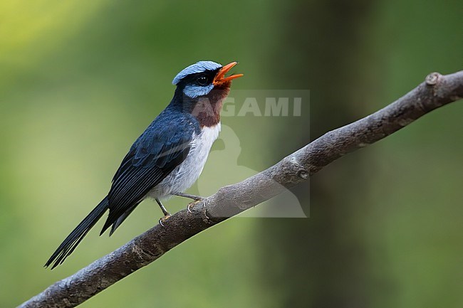 Singing male Azure-crested flycatcher (Myiagra azureocapilla) on Fiji in the South Pacific Ocean. Also known as blue-crested flycatcher. Endemic to Taveuni island. stock-image by Agami/Dubi Shapiro,