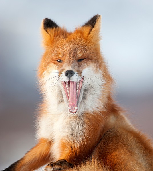 Vos in de sneeuw, Red Fox in the snow stock-image by Agami/Sergey Gorshkov,