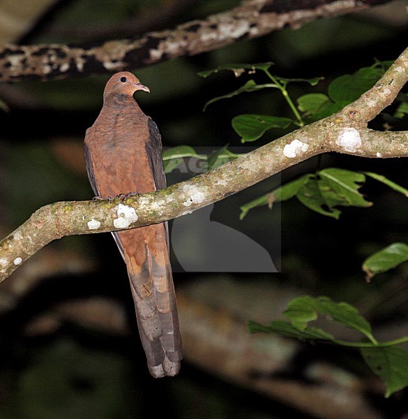 Perched Philippine Cuckoo-Dove (Macropygia tenuirostris) stock-image by Agami/Pete Morris,