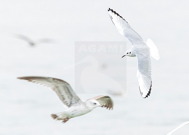 Bonaparte's gull (Chroicocephalus philadelphia) stock-image by Agami/Lennart Verheuvel,