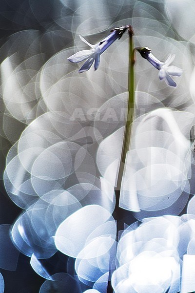 Waterlobelia, Water Lobelia stock-image by Agami/Wil Leurs,