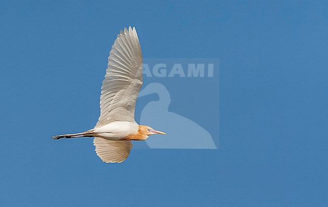 Eastern Cattle Egret (Bubulcus coromandus) flying over Happy Island, China. Adult in breeding plumage. stock-image by Agami/Marc Guyt,
