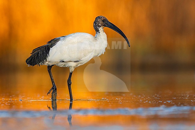 Sacred Ibis (Threskiornis aethiopicus) in Italy. stock-image by Agami/Daniele Occhiato,