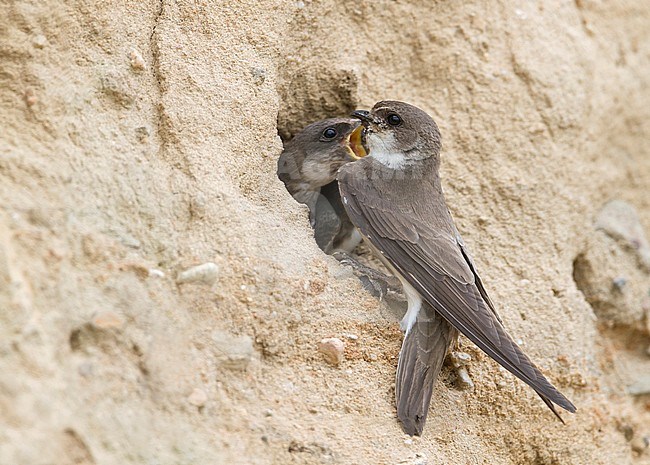 Common Sand Martin - Uferschwalbe - Riparia riparia ssp. riparia, Germany, adult and juvenile stock-image by Agami/Ralph Martin,