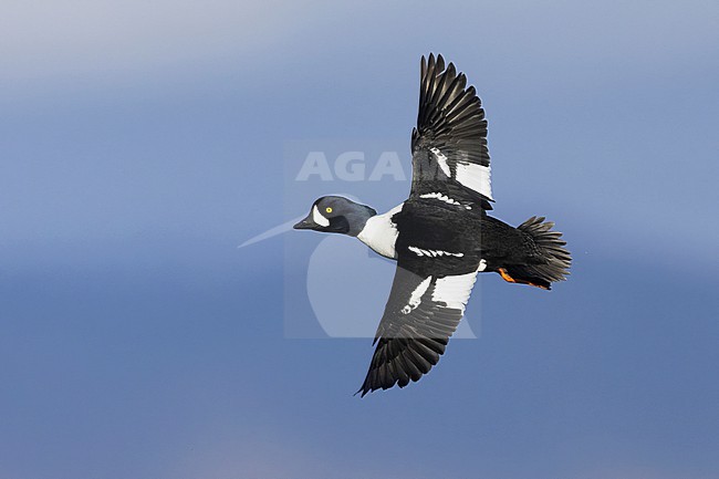 Barrow's Goldeneye (Bucephala islandica), adult male in flight showing upperparts, Northeastern Region, Iceland stock-image by Agami/Saverio Gatto,