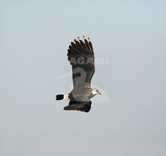 Kievit in vlucht; Northern Lapwing in flight stock-image by Agami/Marc Guyt,