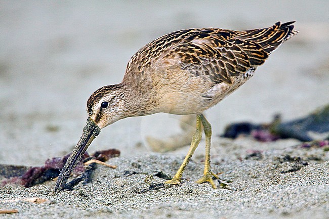 Kleine Grijze Snip, Short-billed Dowitcher stock-image by Agami/Glenn Bartley,