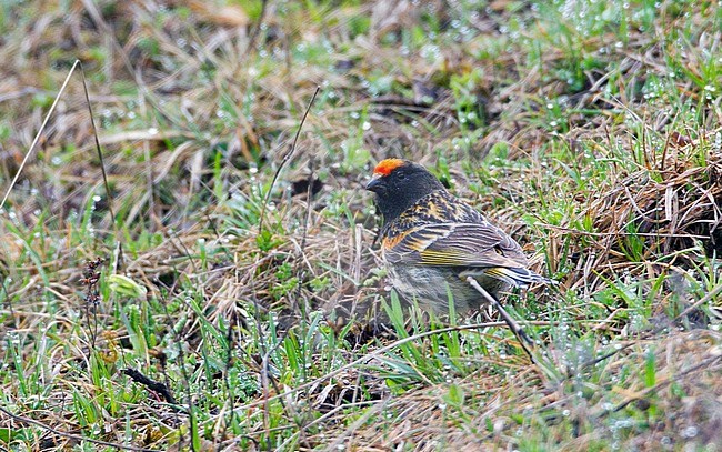 Mannetje Roodvoorhoofdkanarie, Male Red-fronted Serin stock-image by Agami/David Monticelli,