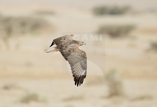 Long-legged Buzzard (Buteo rufinus) adult in flight stock-image by Agami/Dick Forsman,