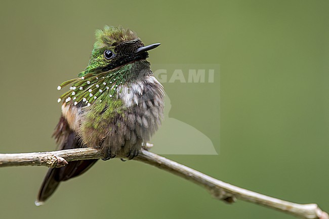 Festive Coquette (Lophornis chalybeus) perched on a branch in the Atlantic Rainforest of Brazil. stock-image by Agami/Glenn Bartley,