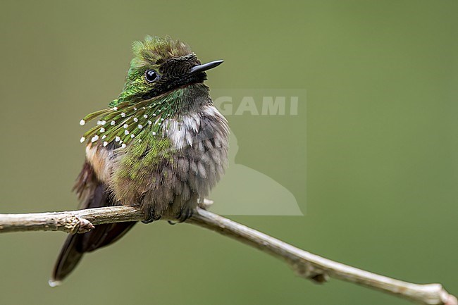 Festive Coquette (Lophornis chalybeus) perched on a branch in the Atlantic Rainforest of Brazil. stock-image by Agami/Glenn Bartley,