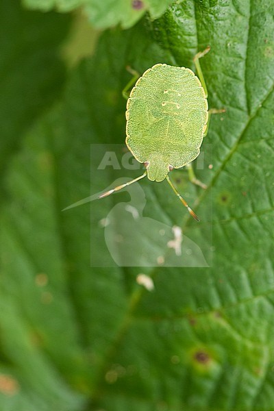 Palomena prasina - Green shield bug - Grüne Stinkwanze, Croatia, nymph stock-image by Agami/Ralph Martin,