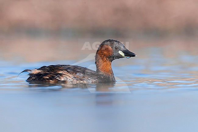 Little Grebe (Tachybaptus ruficollis) in Italy. Swimming on a lake. stock-image by Agami/Daniele Occhiato,