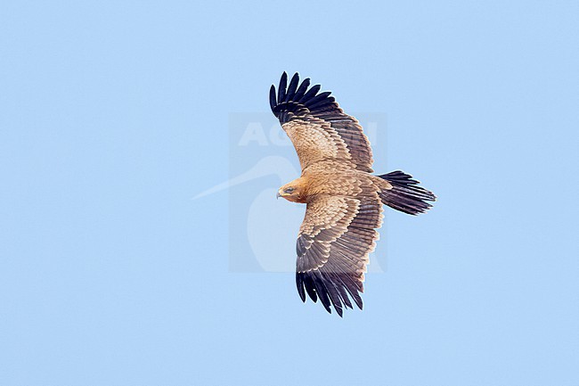 Wahlberg's Eagle (Hieraaetus wahlbergi) in fresh juvenile plumage soaring close to a cliff at Cap Blanc (Nouadhibou) inside the Western Palearctic region stock-image by Agami/David Monticelli,