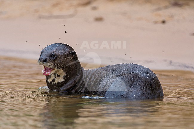 A Giant otter, Pteronura brasiliensis, standing in the Cuiaba River. Mato Grosso Do Sul State, Brazil. stock-image by Agami/Sergio Pitamitz,