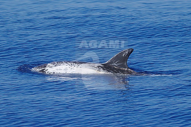 Risso's Dolphin (Grampus griseus) taken the 13/09/2020 at Toulon - Franc.e. stock-image by Agami/Nicolas Bastide,