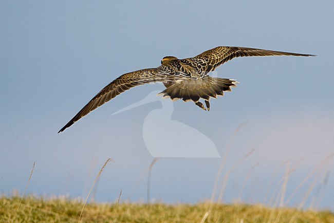 Juveniele Morinelplevier in de vlucht; Juvenile Eurasian Dotterel in flight stock-image by Agami/Daniele Occhiato,