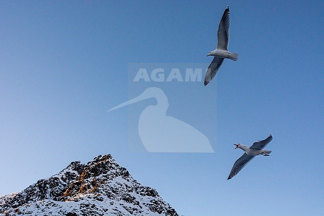 Two seagulls in flight over a snowy mountain peak. Svolvaer, Lofoten Islands, Nordland, Norway. stock-image by Agami/Sergio Pitamitz,