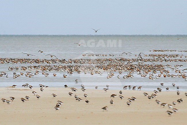 Red Knot - Knutt - Calidris canutus, Germany stock-image by Agami/Ralph Martin,