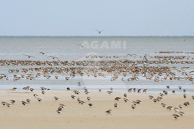 Red Knot - Knutt - Calidris canutus, Germany stock-image by Agami/Ralph Martin,
