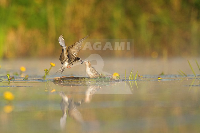 Black Tern (Black Tern) feeding the juvenile in flight. stock-image by Agami/Walter Soestbergen,