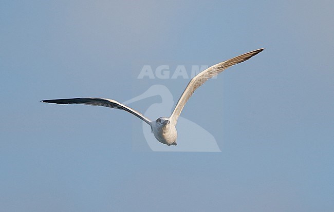 Cabot's Tern, Sterna acuflavidus, at Dry Tortugas, Florida, USA stock-image by Agami/Helge Sorensen,
