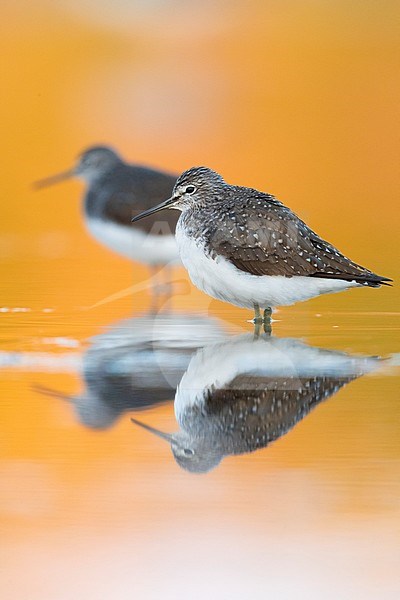 Green Sandpiper (Tringa ochropus), two individuals resting in shallow water at sunset in Italy. stock-image by Agami/Saverio Gatto,