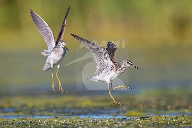 Wood Sandpiper (Tringa glareola), adults chasing each other, Campania, Italy stock-image by Agami/Saverio Gatto,