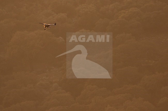Eurasian Griffon Vulture - Gänsegeier - Gyps fulvus ssp. fulvus, Spain, adult stock-image by Agami/Ralph Martin,