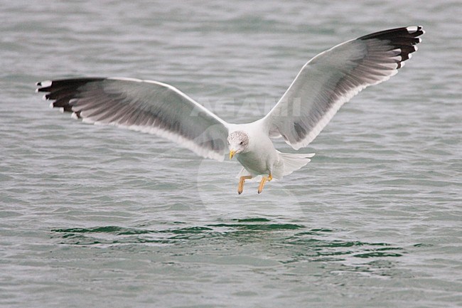 Azoren Geelpootmeeuw winterkleed in vlucht, Azorean Yellow-legged Gull winterplumage in flight stock-image by Agami/Menno van Duijn,