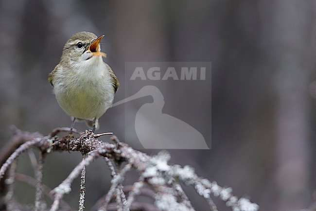 Grauwe Fitis op takje, Greenish Warbler on a branch stock-image by Agami/Markus Varesvuo,