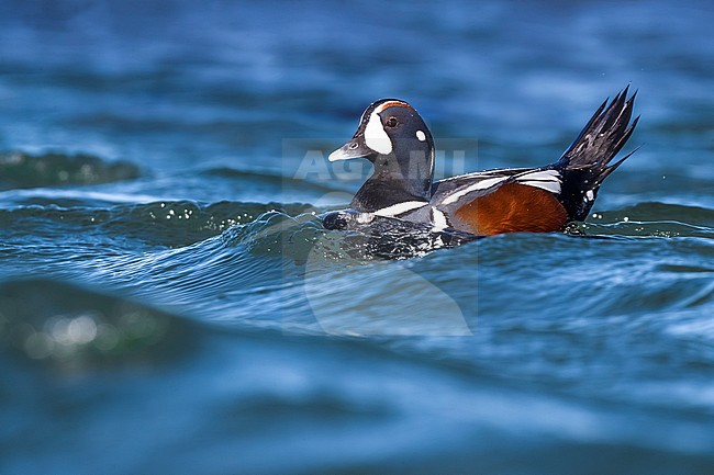 Male Harlequin Duck (Histrionicus histrionicus) during late spring in Iceland. Swimming offshore in the sea. stock-image by Agami/Daniele Occhiato,